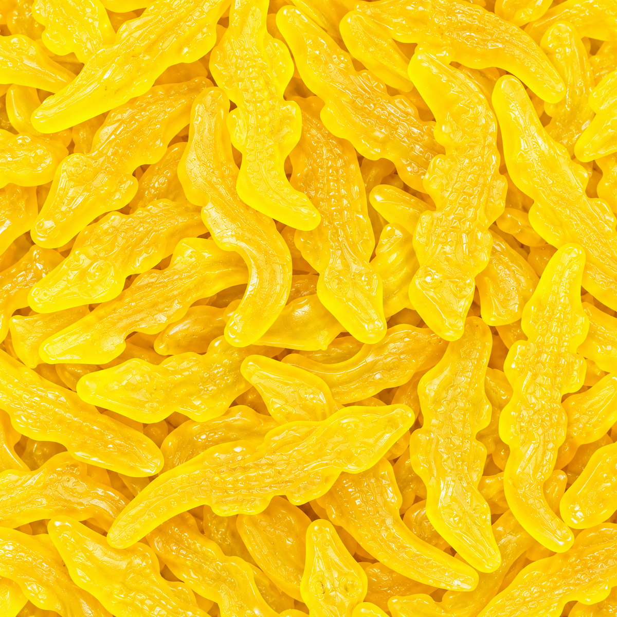 Crocodiles Yellow
